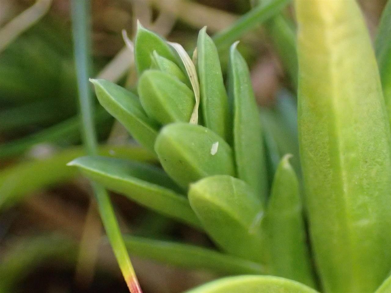 Gentiana pyrenaica fruit