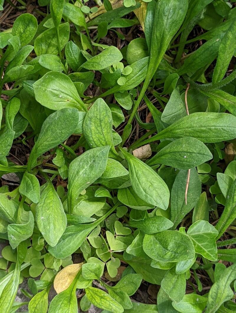 Aster tongolensis — houseplant care guide