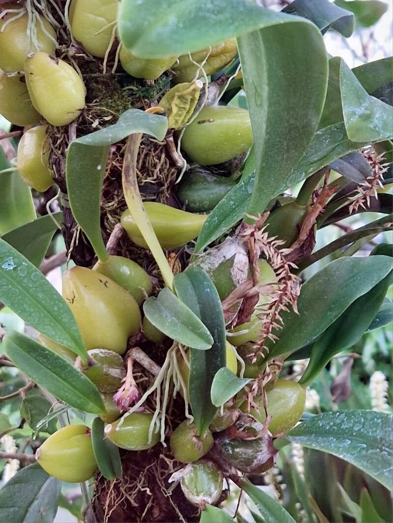 Bulbophyllum lilacinum leaf