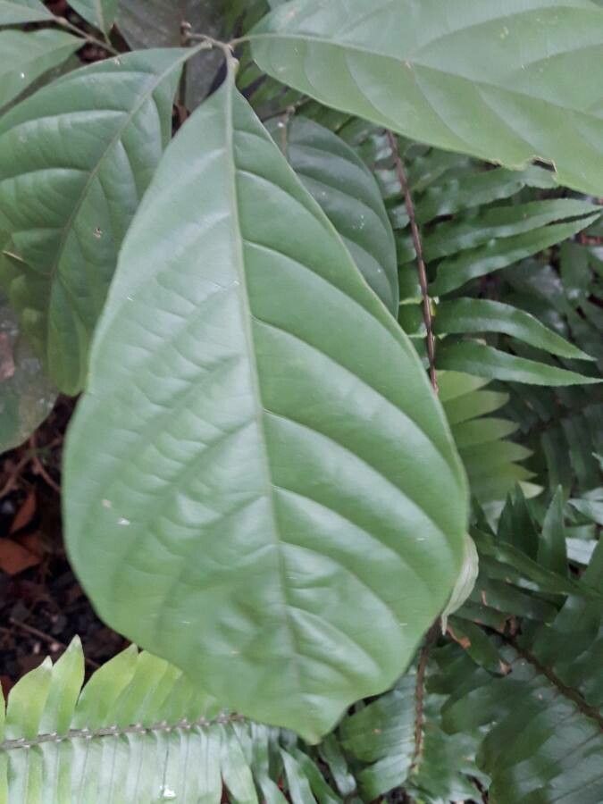 Lansium parasiticum leaf