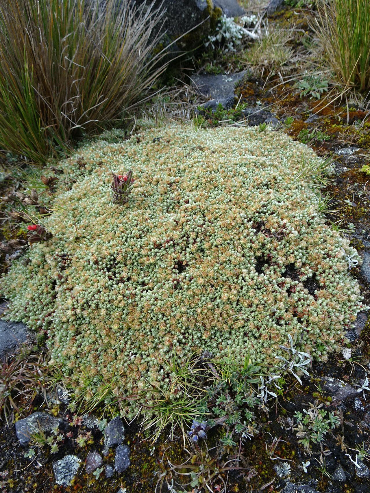 Paronychia andina habit