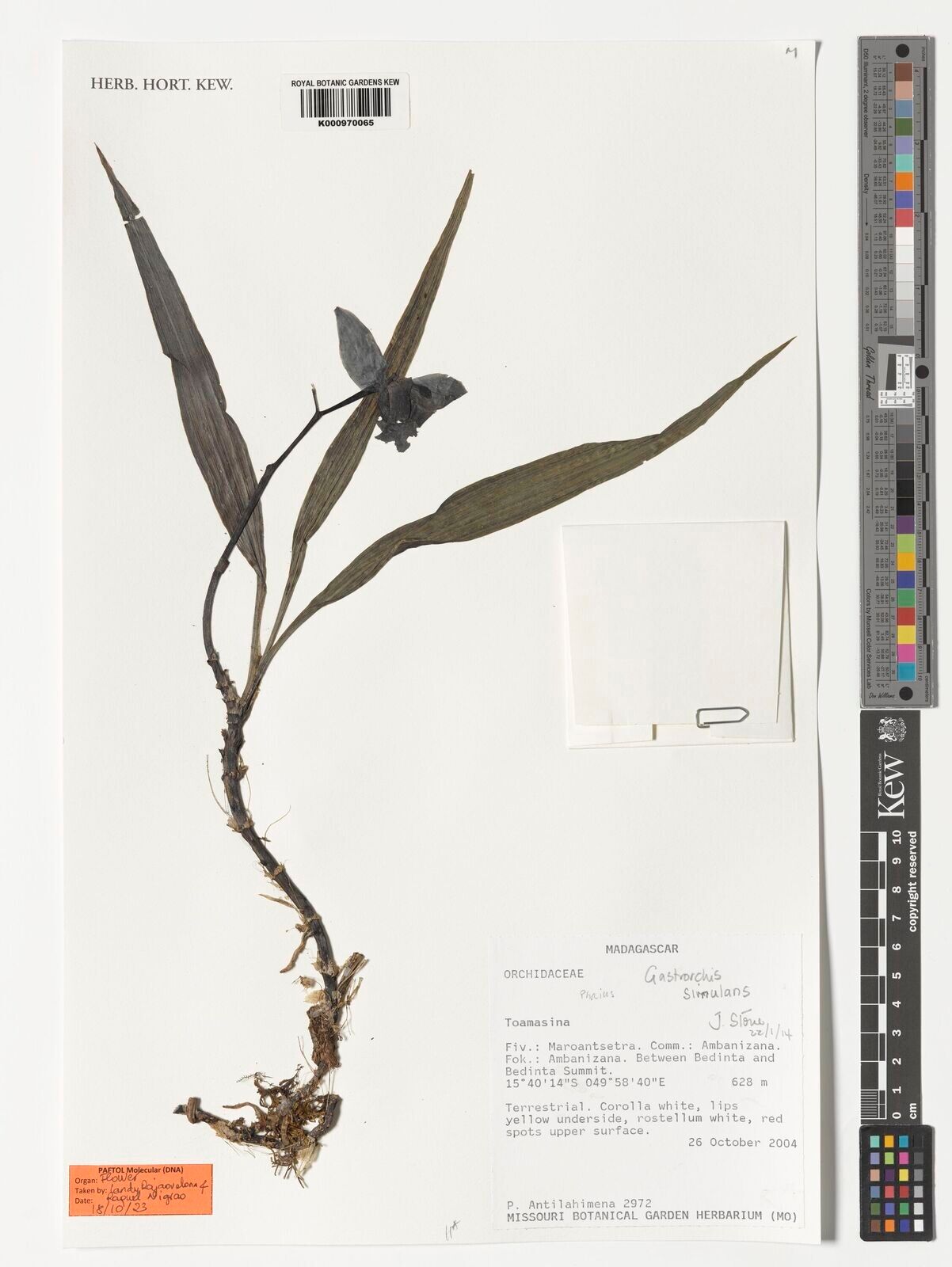 Calanthe simulans — houseplant care guide