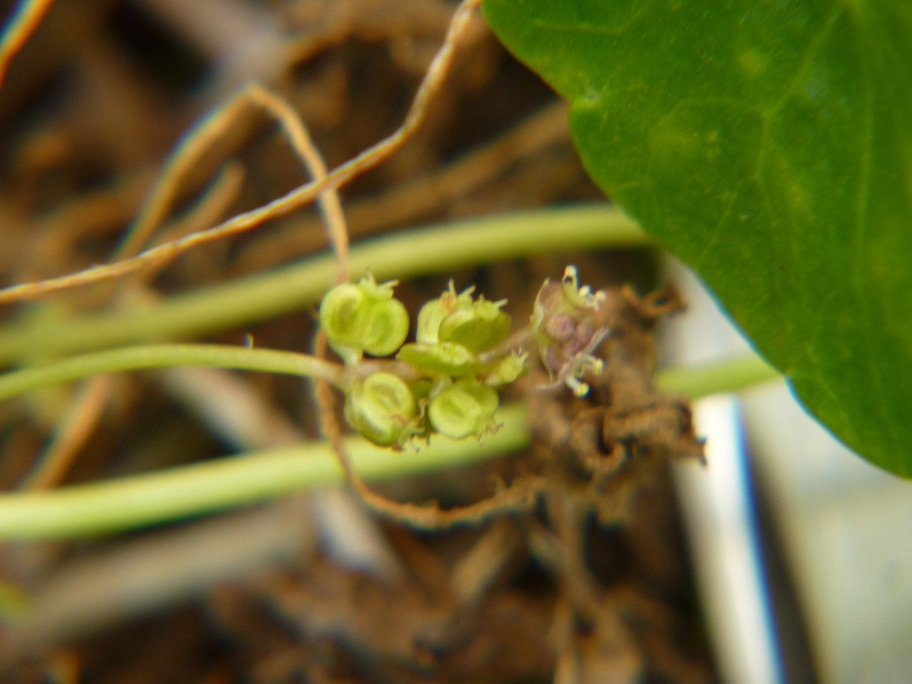 Hydrocotyle vulgaris fruit