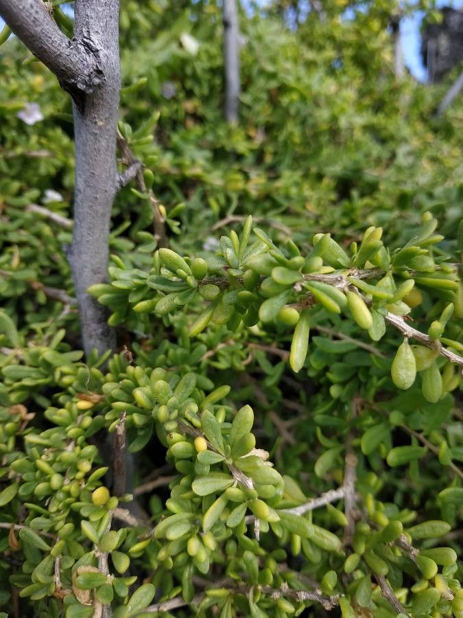 Lycium mascarenense — search result for 'Lycium'