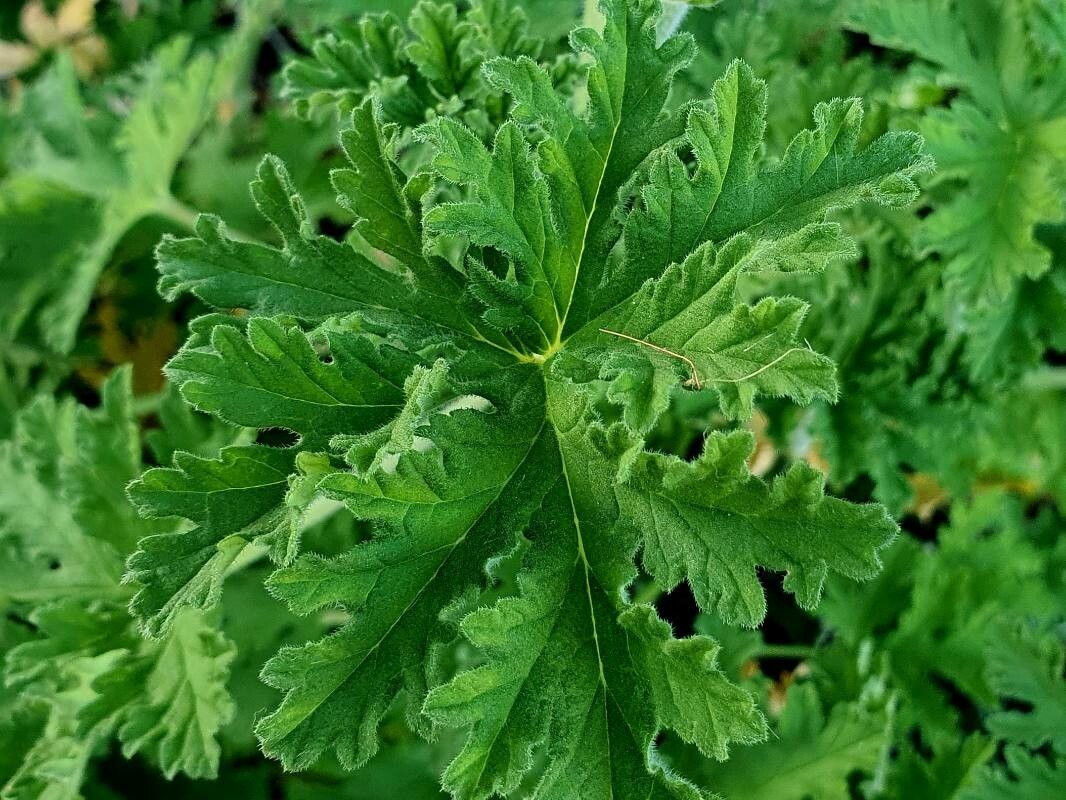 Pelargonium × asperum — houseplant care guide