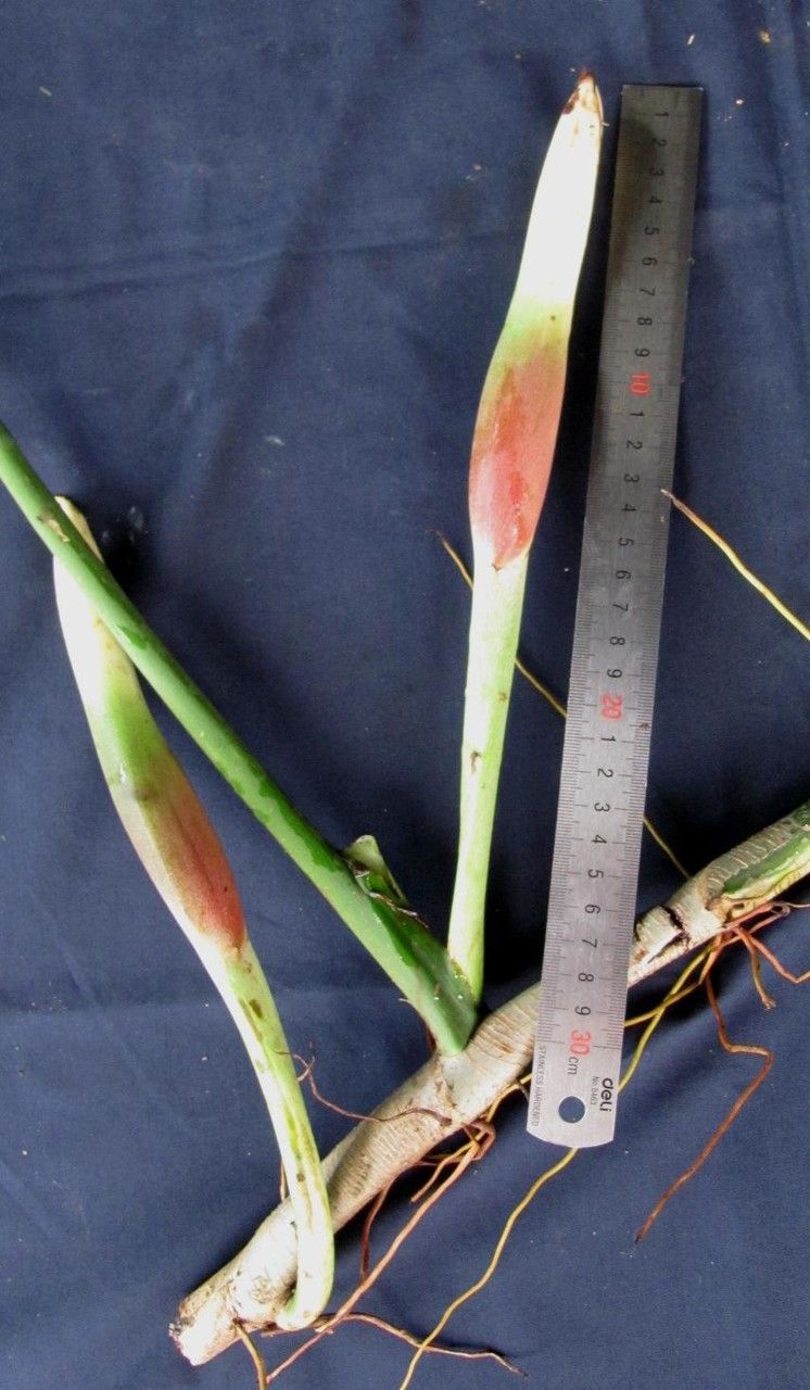 Philodendron angustilobum fruit