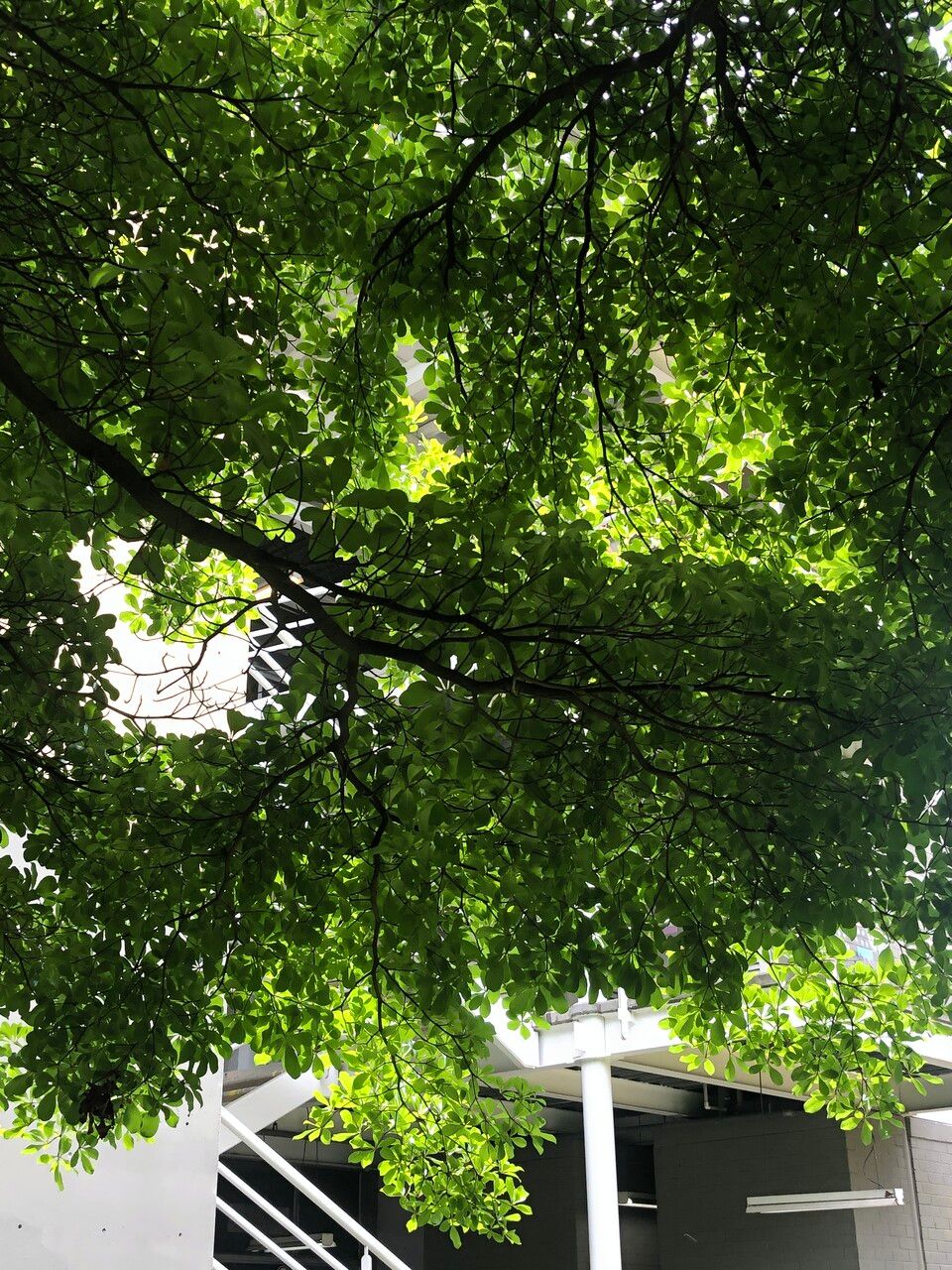 Buchenavia tetraphylla leaf