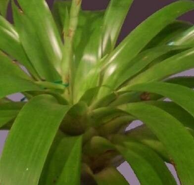 Vriesea zamorensis — search result for 'Vriesea'