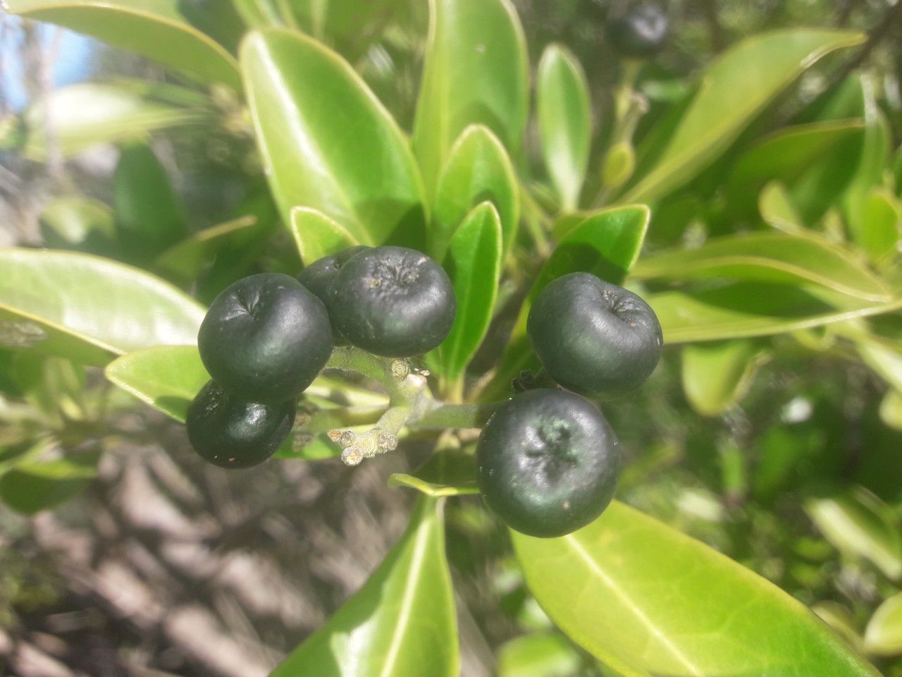 Halfordia kendack fruit