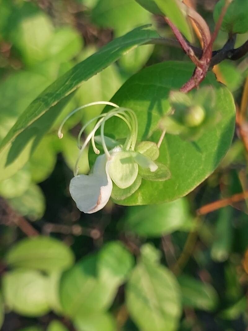 Karomia macrocalyx flower