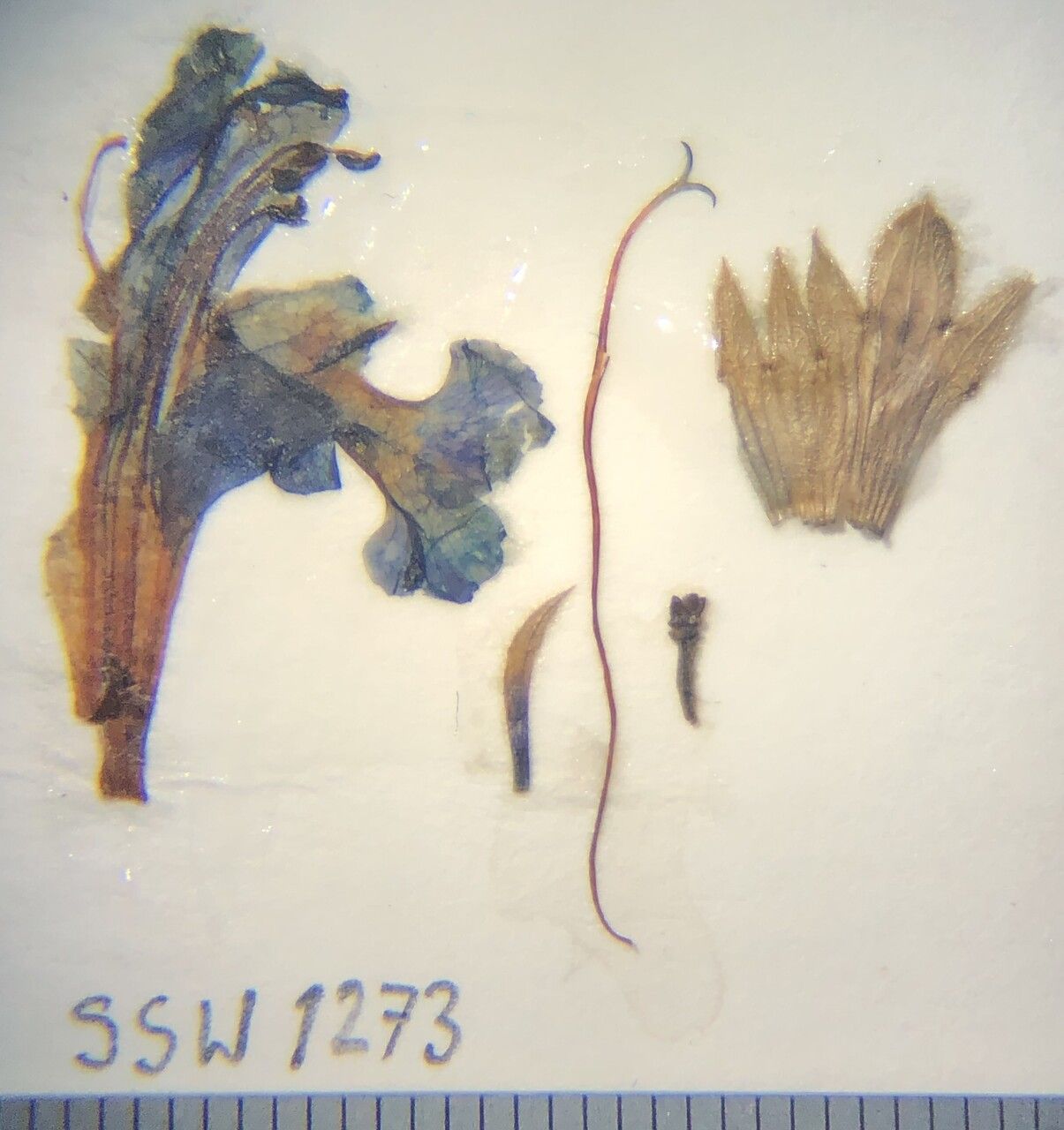 Dracocephalum bullatum — related species from the same genus