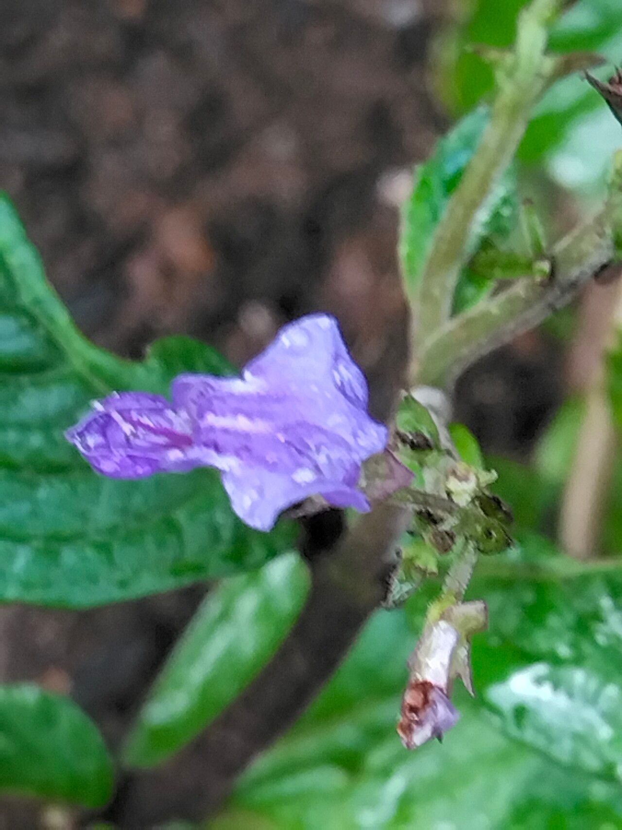 Plectranthus brevimentum flower