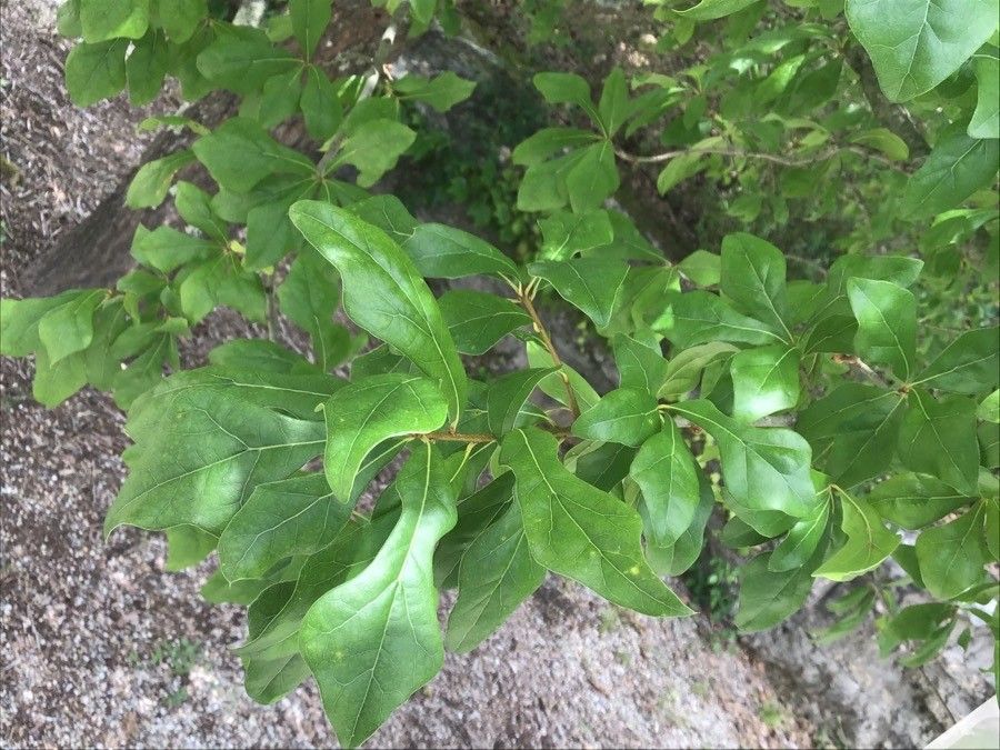 Quercus ilicifolia — search result for 'Quercus'