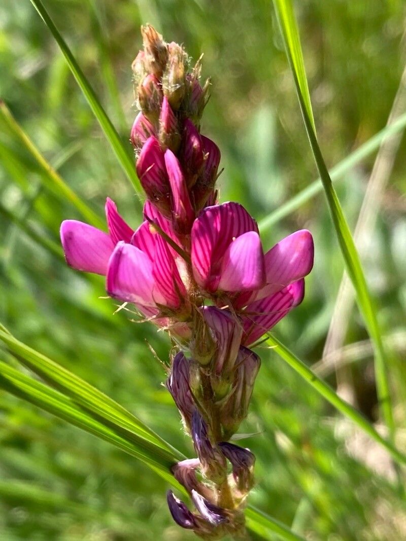 Onobrychis montana flower
