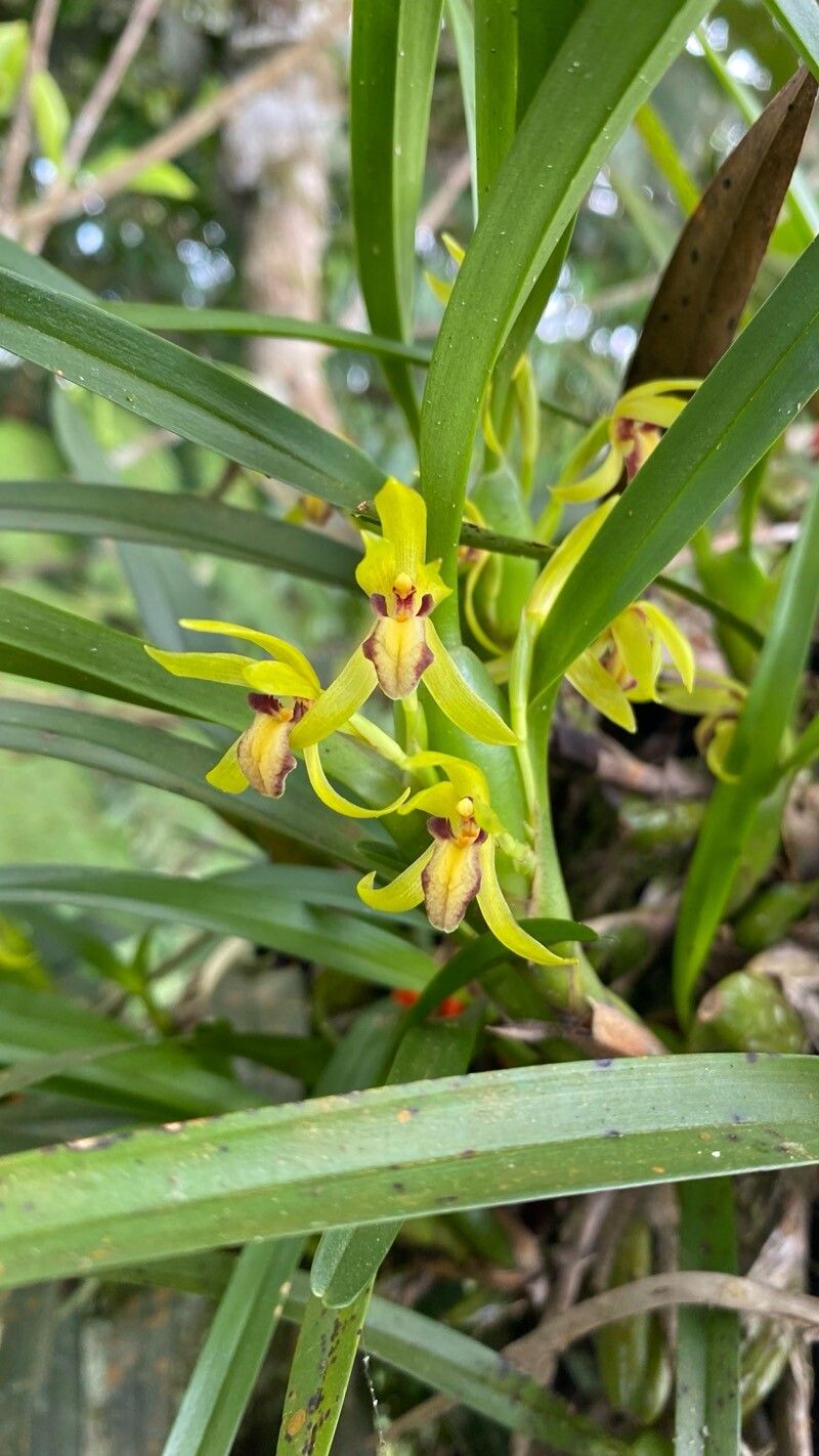 Maxillaria gomeziana flower