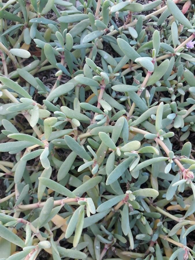 Sesuvium portulacastrum