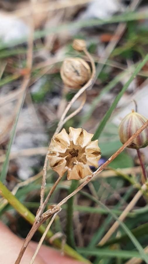 Linum alpinum fruit