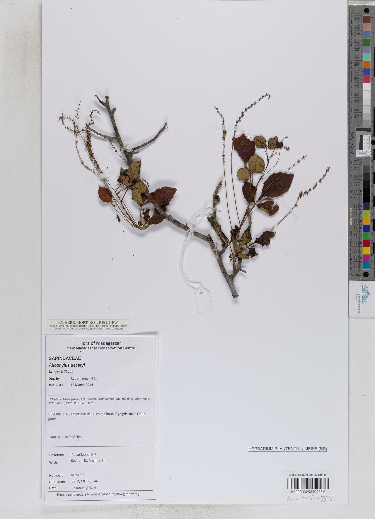 Allophylus decaryi — houseplant care guide