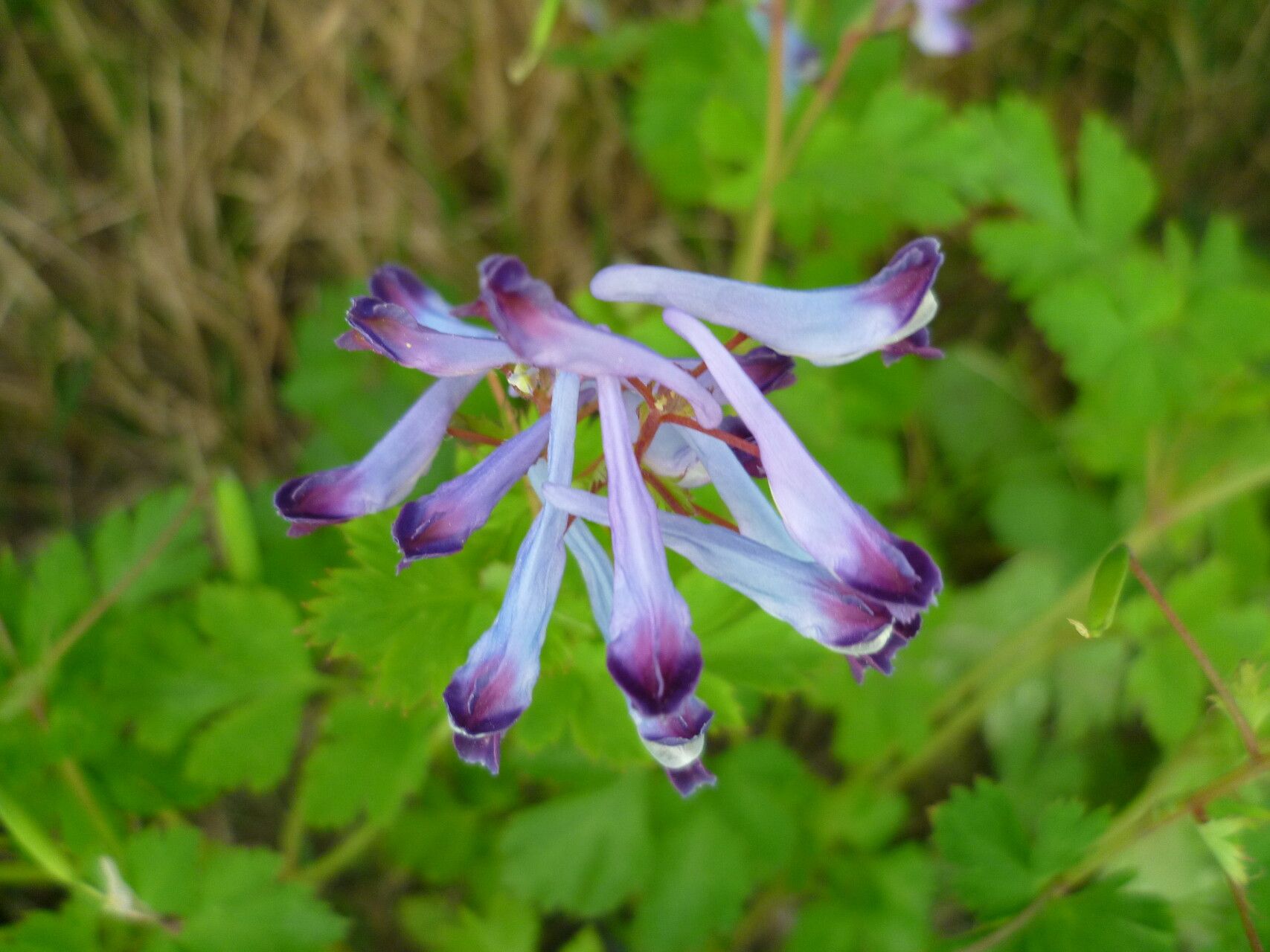 Corydalis incisa — houseplant care guide