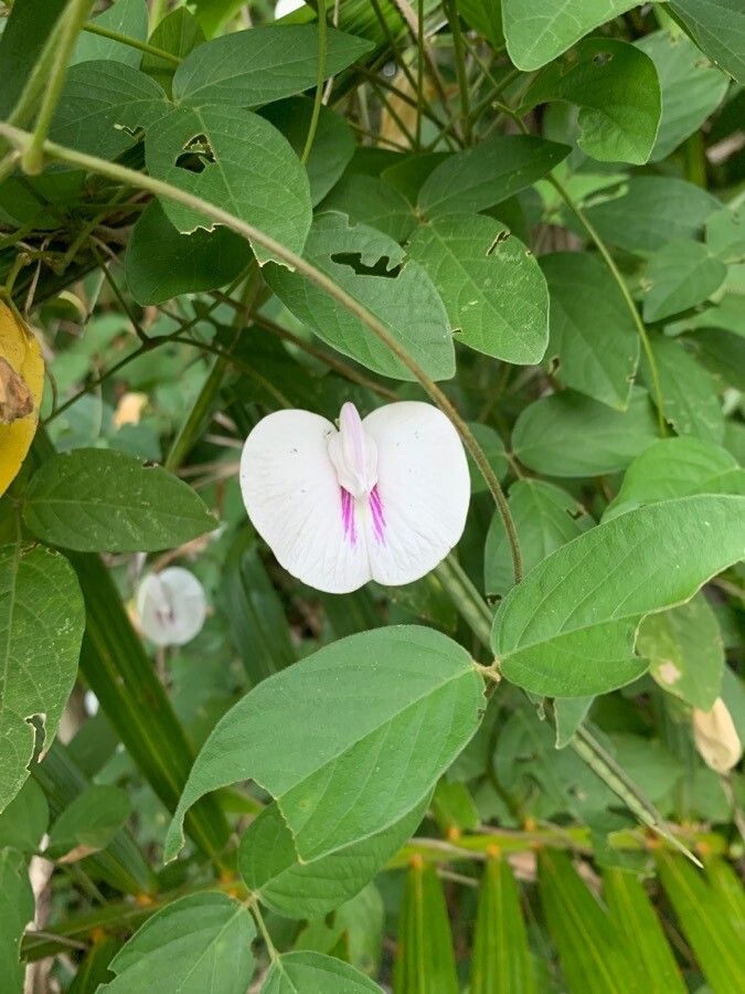 Centrosema pubescens flower