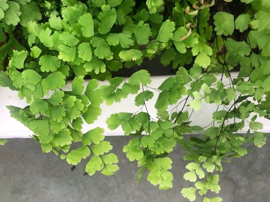 Cheilanthes pteridioides — search result for 'Cheilanthes'