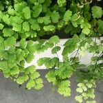 Cheilanthes pteridioides