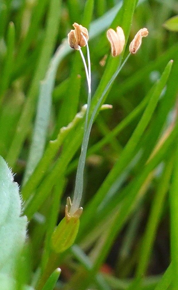 Littorella uniflora flower