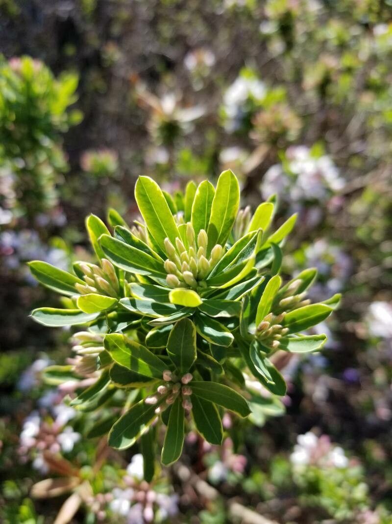 Daphne alpina — cold hardy houseplant