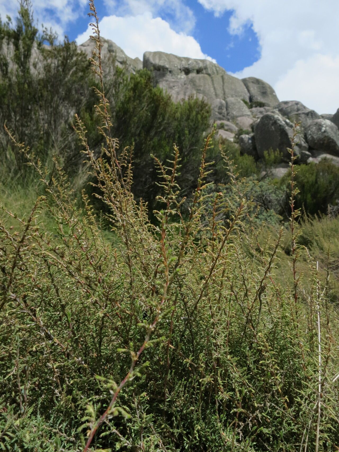 Panicum cupressifolium — houseplant care guide