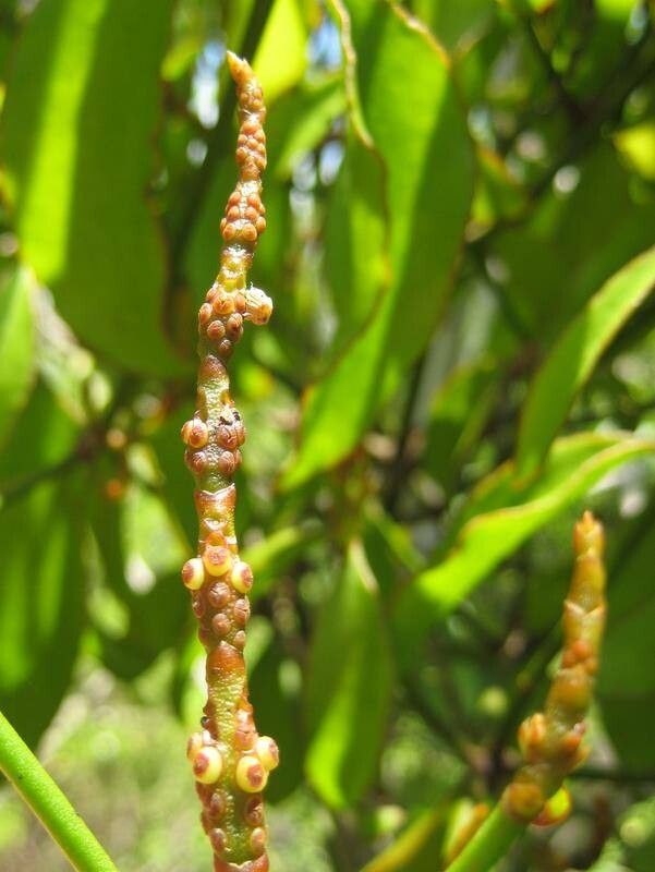 Phoradendron robustissimum flower