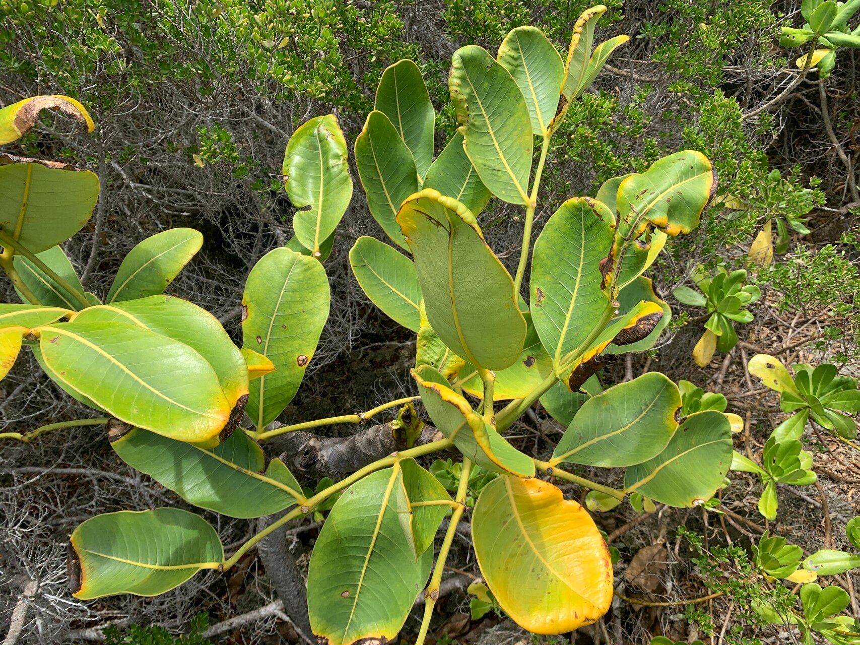 Polyscias maraisiana leaf