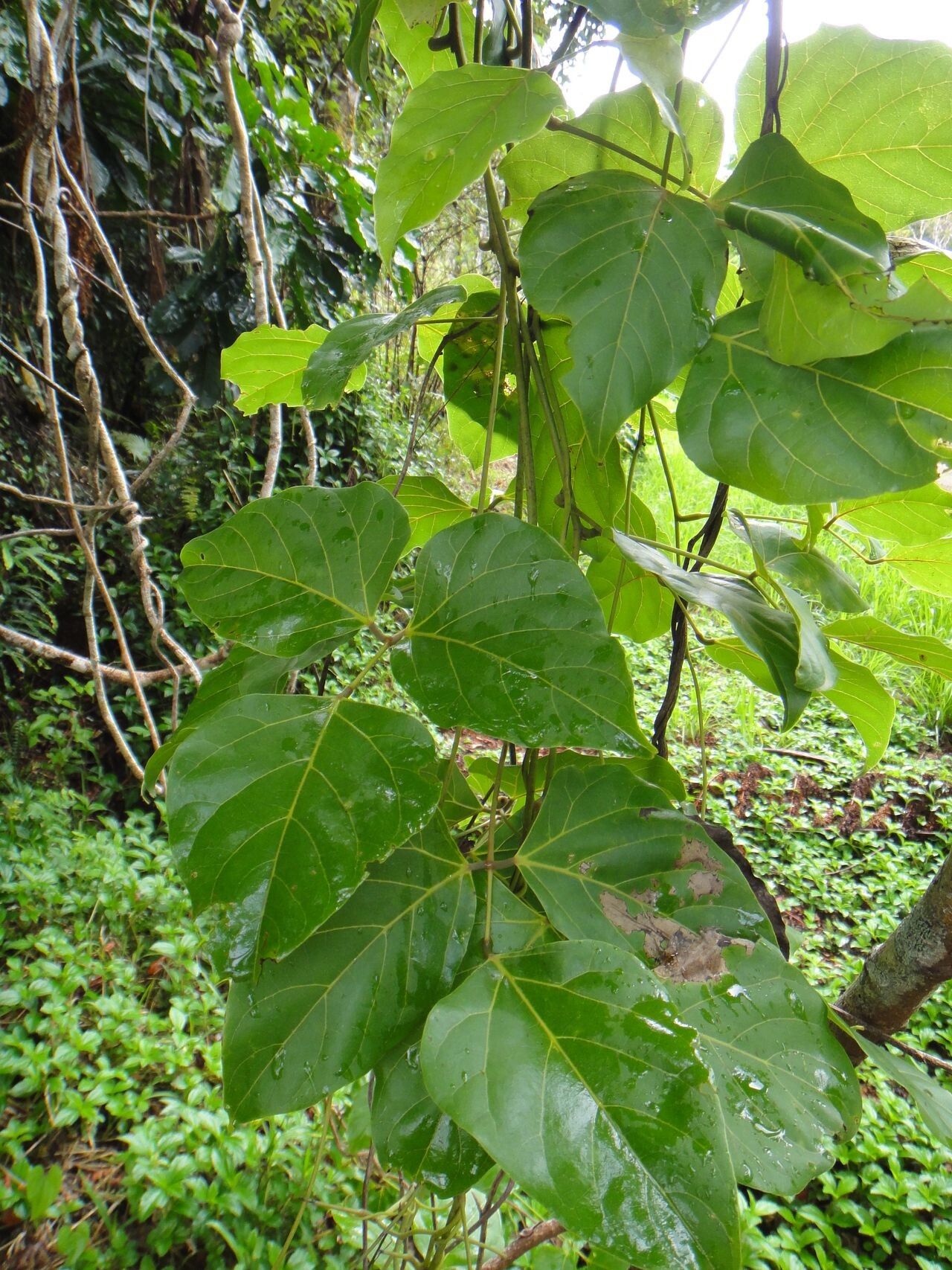 Mucuna neocaledonica — search result for 'Mucuna'