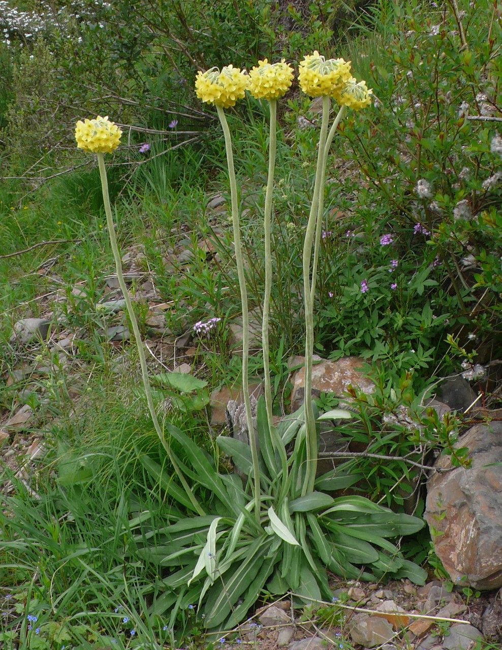 Primula orbicularis flower