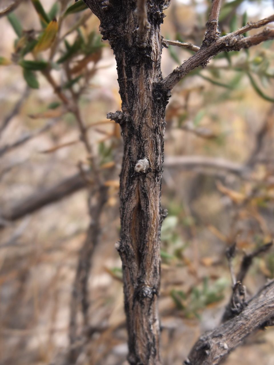 Mutisia ledifolia bark