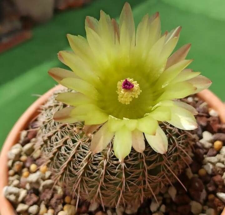 Echinocereus pectinatus flower