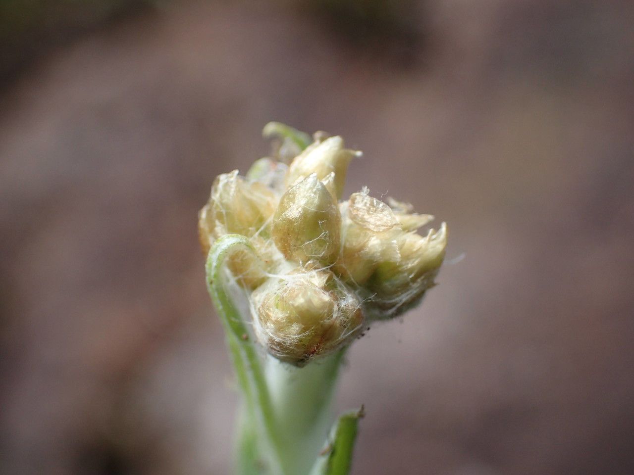 Gnaphalium polycaulon flower