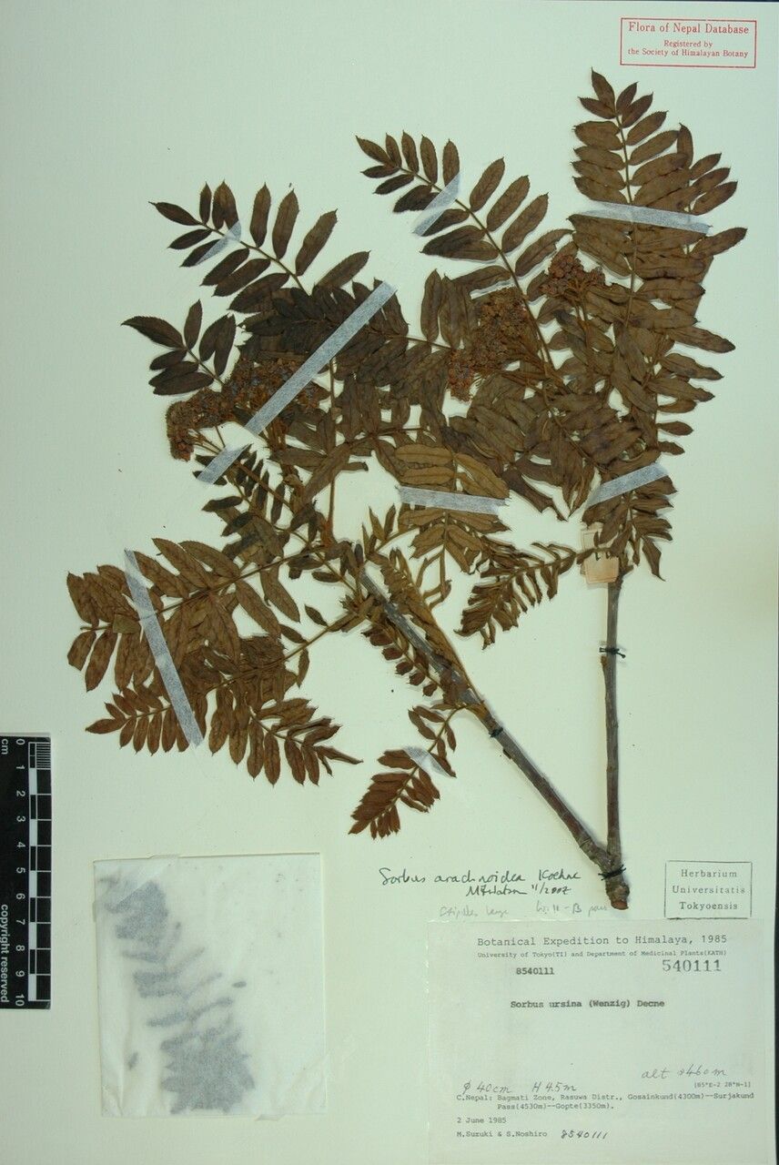 Sorbus arachnoidea other