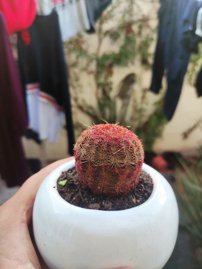 Echinocereus rigidissimus bark