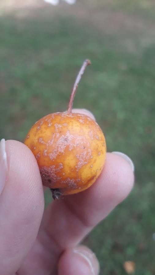 Quararibea aurantiocalyx — related species from the same genus