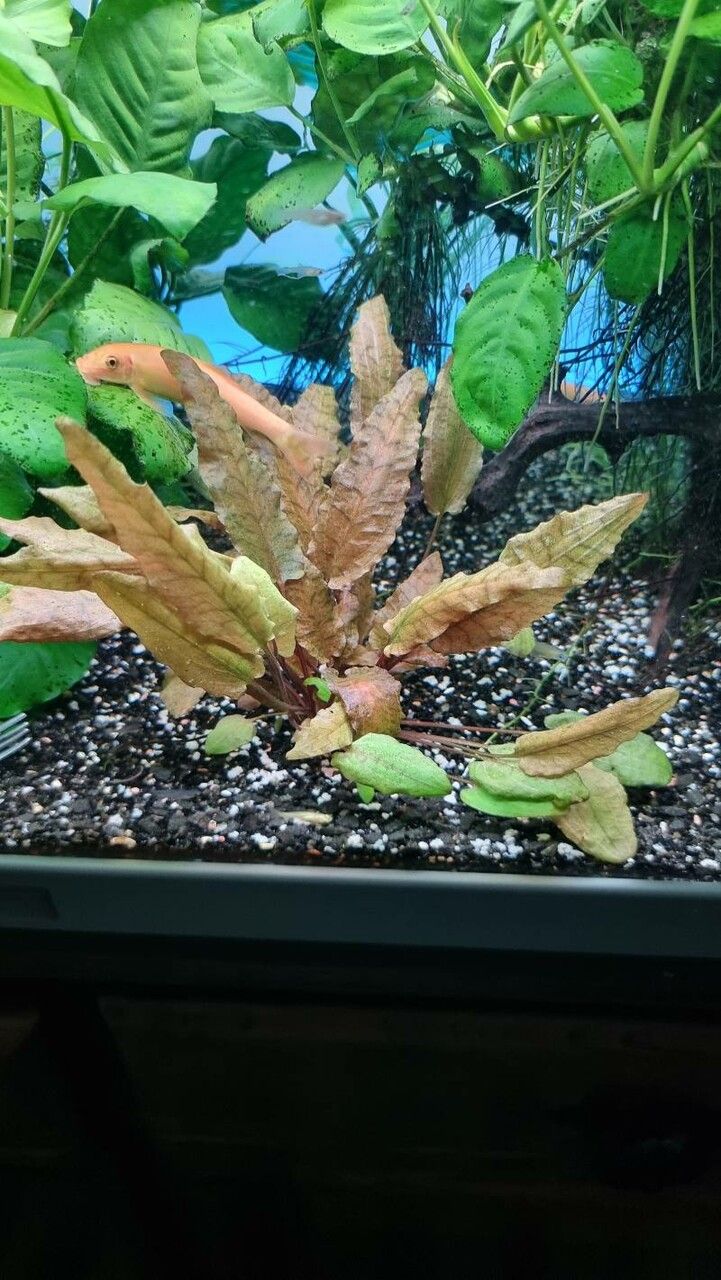 Cryptocoryne wendtii flower