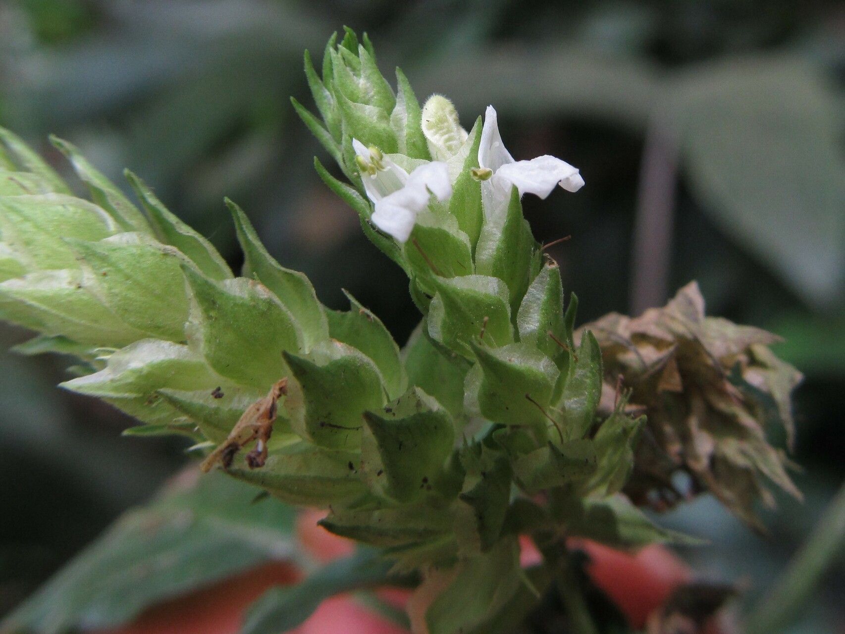 Rungia camerunensis flower