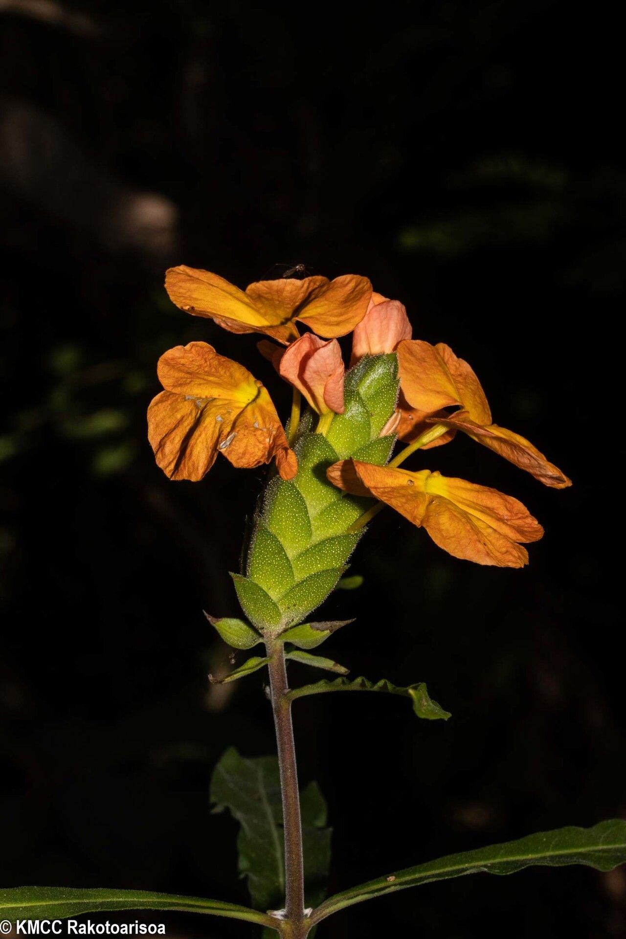 Crossandra longipes — search result for 'Crossandra'
