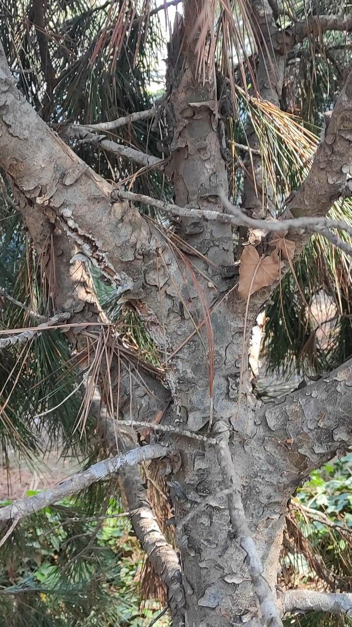 Pinus gerardiana bark