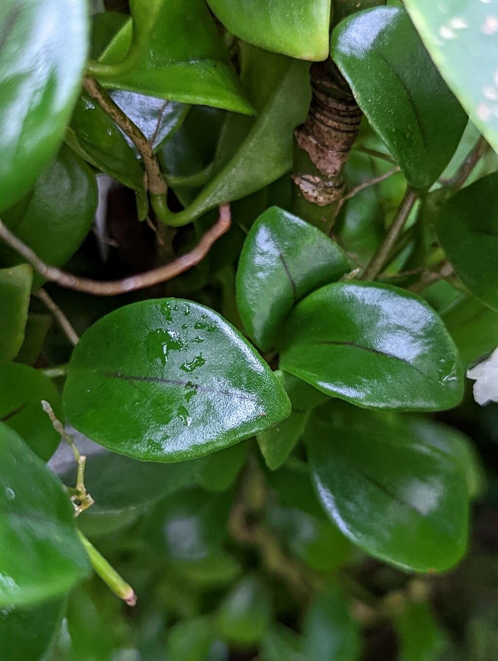 Codonanthe elegans — related species from the same genus