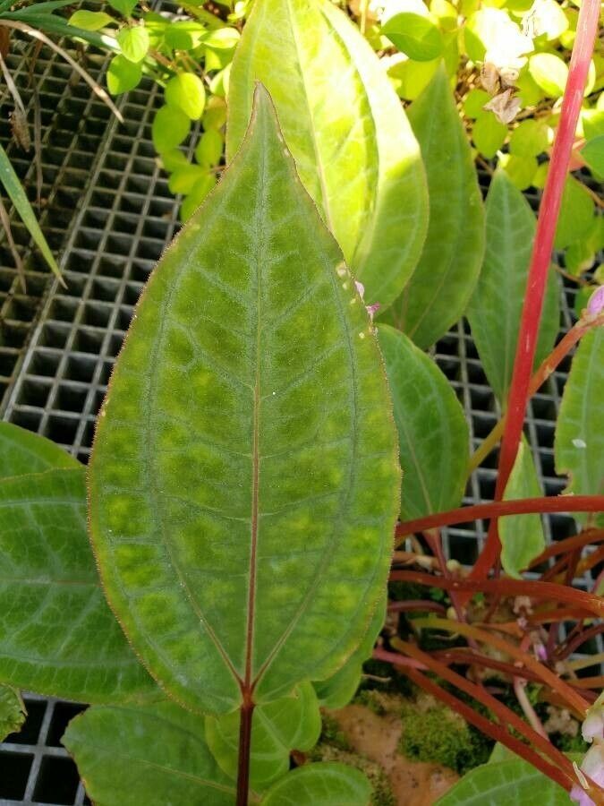 Monolena primuliflora