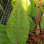 Monolena primuliflora