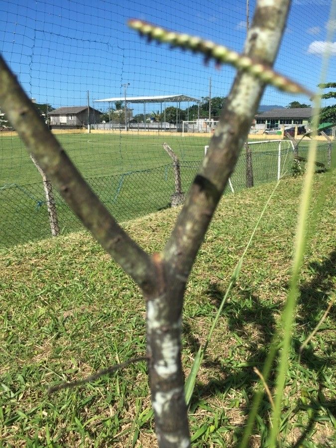 Acacia podalyriifolia bark