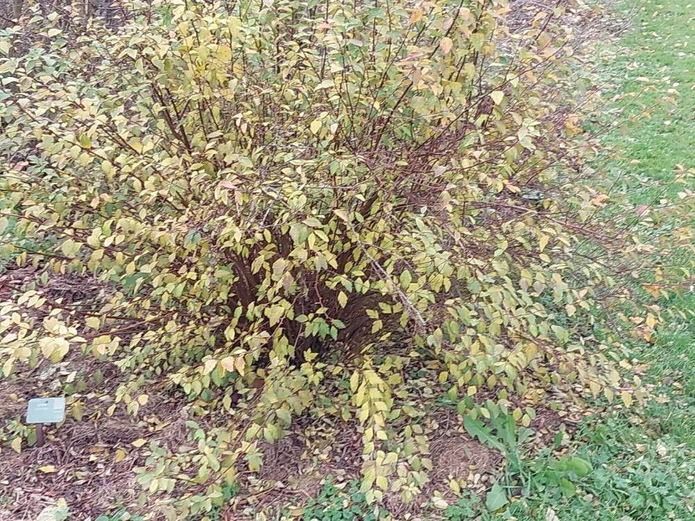Spiraea dasyantha habit