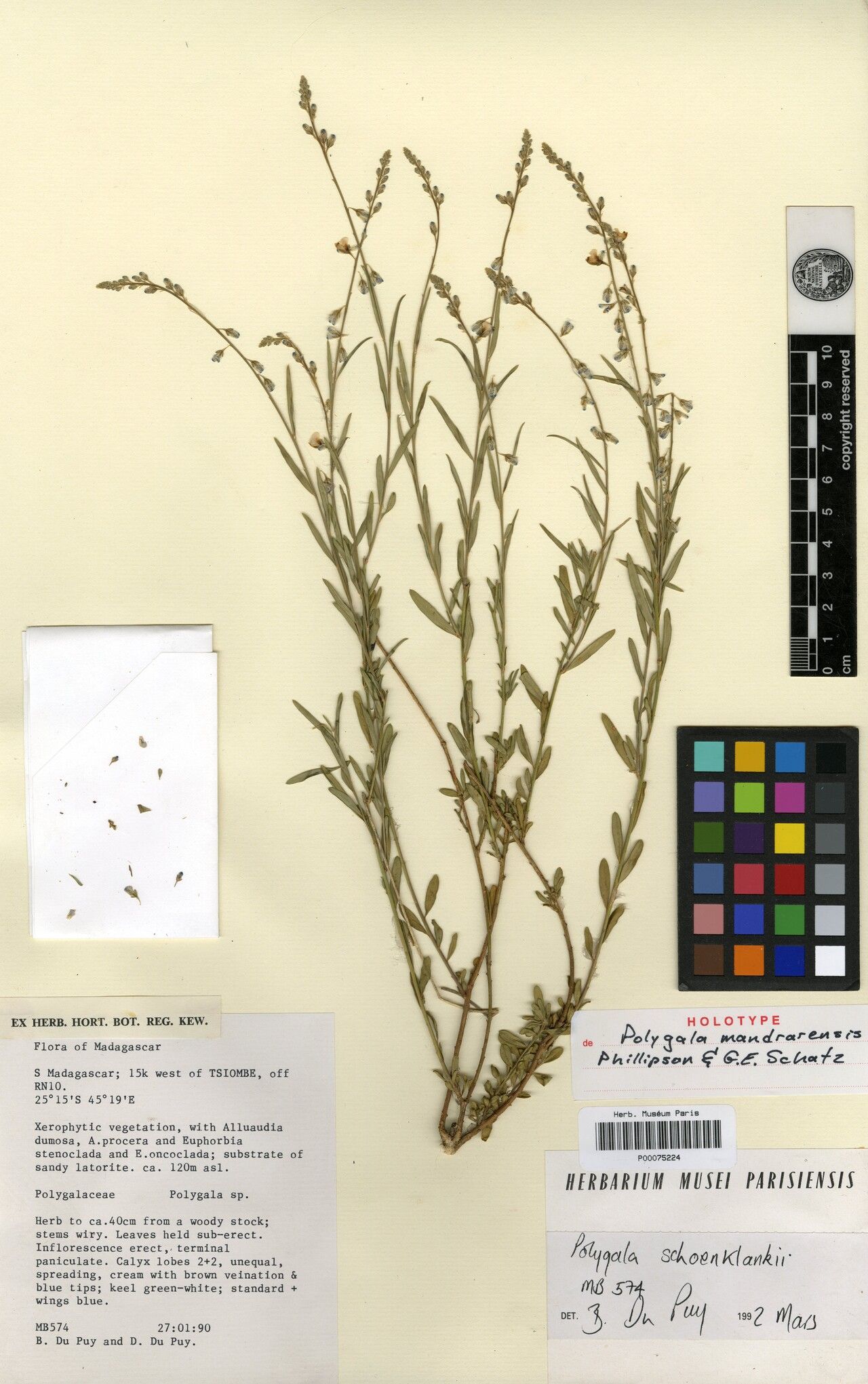 Polygala mandrarensis — houseplant care guide