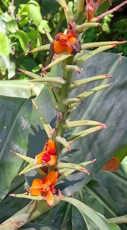 Hedychium gardnerianum fruit